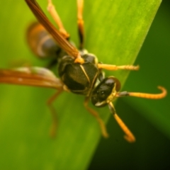 Polistes (Polistella) humilis at Australian National University - 14 Jun 2024 01:40 PM