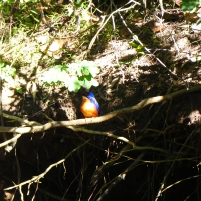 Ceyx azureus (Azure Kingfisher) at Ocean Shores, NSW - 9 Jul 2018 by MB