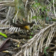 Menura alberti (Albert's Lyrebird) at Wollumbin National Park - 10 Jul 2018 by MB