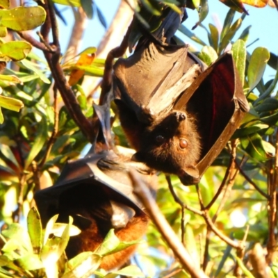 Pteropus scapulatus (Little Red Flying Fox) at Evans Head, NSW - 13 Jul 2018 by MB