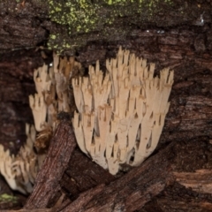 Artomyces austropiperatus (Peppery Coral) at Bemboka, NSW - 18 Jan 2024 by AlisonMilton