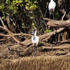 Platalea regia (Royal Spoonbill) at West Ballina, NSW - 28 May 2021 by MB