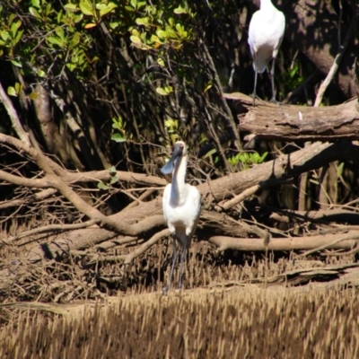 Platalea regia (Royal Spoonbill) at West Ballina, NSW - 28 May 2021 by MB