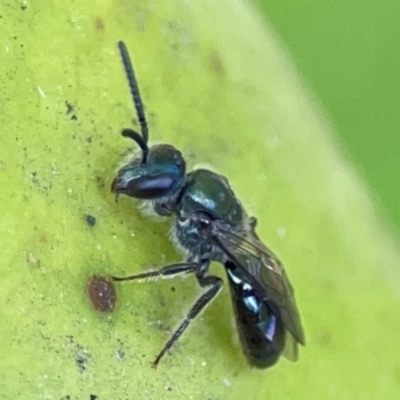 Lasioglossum (Chilalictus) sp. (genus & subgenus) at Currumbin, QLD - 14 Jun 2024 by Hejor1