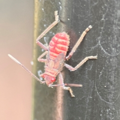 Pentatomidae (family) at Burleigh Heads, QLD - 14 Jun 2024 by Hejor1