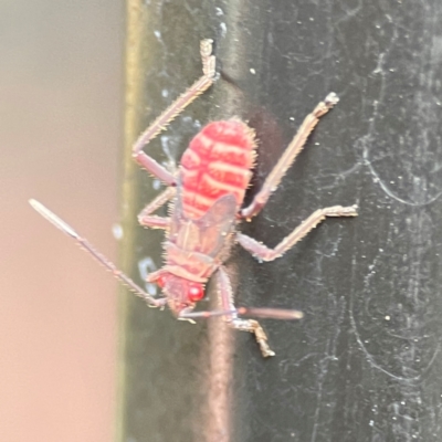 Pentatomidae (family) at Burleigh Heads, QLD - 14 Jun 2024 by Hejor1