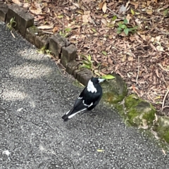 Gymnorhina tibicen (Australian Magpie) at Burleigh Heads, QLD - 14 Jun 2024 by Hejor1