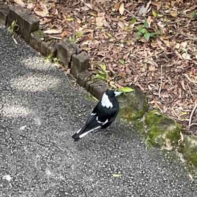 Gymnorhina tibicen (Australian Magpie) at Burleigh Heads, QLD - 14 Jun 2024 by Hejor1