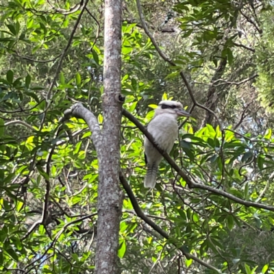 Dacelo novaeguineae (Laughing Kookaburra) at Burleigh Heads, QLD - 14 Jun 2024 by Hejor1