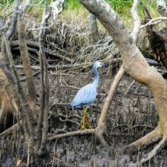 Egretta novaehollandiae (White-faced Heron) at Tyagarah, NSW - 2 Jun 2021 by MB