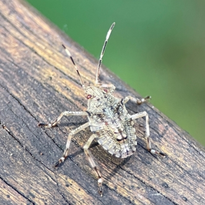 Alcaeus varicornis (Acacia shield bug) at Burleigh Heads, QLD - 14 Jun 2024 by Hejor1