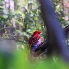 Platycercus elegans (Crimson Rosella) at Bald Rock National Park - 7 Jun 2021 by MB