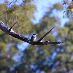 Todiramphus sanctus (Sacred Kingfisher) at Corindi Beach, NSW - 10 Jun 2021 by MB