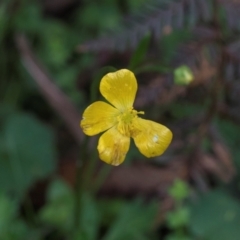 Ranunculus lappaceus (Australian Buttercup) at Bemboka, NSW - 17 Jan 2024 by AlisonMilton