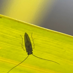 Hemiptera (order) at Currumbin, QLD - 14 Jun 2024 by Hejor1