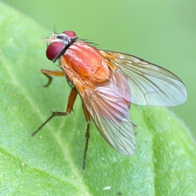 Dichaetomyia sp. (genus) (Bush fly) at Burleigh Heads, QLD - 14 Jun 2024 by Hejor1