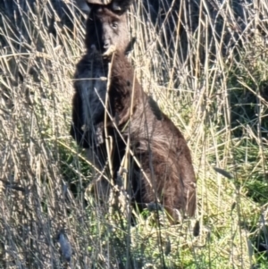 Osphranter robustus robustus at Mount Painter - 12 Jun 2024