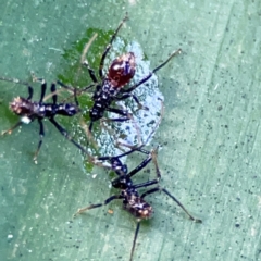 Reduviidae (family) at Burleigh Heads, QLD - 14 Jun 2024 by Hejor1