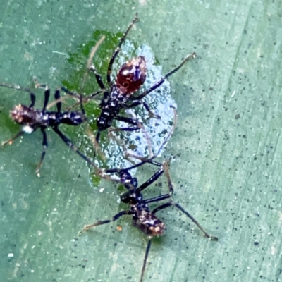 Reduviidae (family) at Burleigh Heads, QLD - 14 Jun 2024 by Hejor1