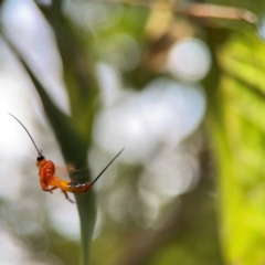 Ichneumonidae (family) at Burleigh Heads, QLD - 14 Jun 2024 by Hejor1