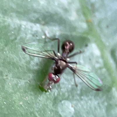 Sepsidae (family) (Ant fly) at Burleigh Heads, QLD - 14 Jun 2024 by Hejor1