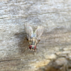 Muscidae (family) at Burleigh Heads, QLD - 14 Jun 2024 by Hejor1