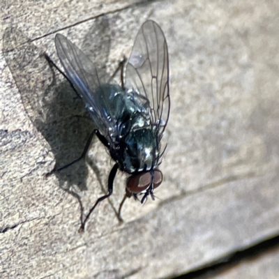 Diptera (order) at Burleigh Heads, QLD - 14 Jun 2024 by Hejor1