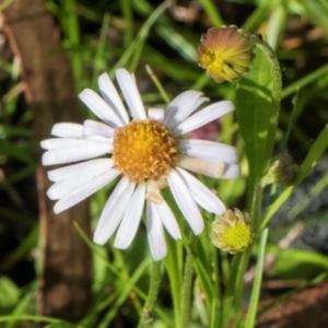 Brachyscome radicans at South East Forest National Park - 18 Jan 2024