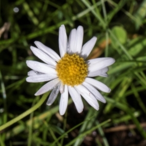 Brachyscome radicans at South East Forest National Park - 18 Jan 2024