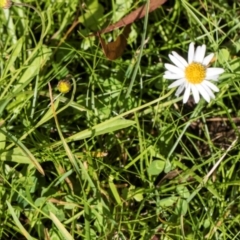 Brachyscome radicans at South East Forest National Park - 18 Jan 2024