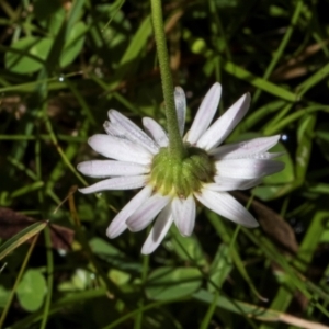 Brachyscome radicans at South East Forest National Park - 18 Jan 2024