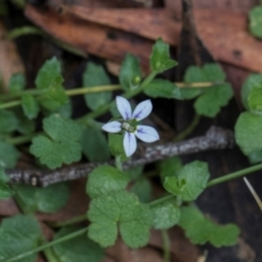 Lobelia pedunculata (Matted Pratia) at South East Forest National Park - 18 Jan 2024 by AlisonMilton