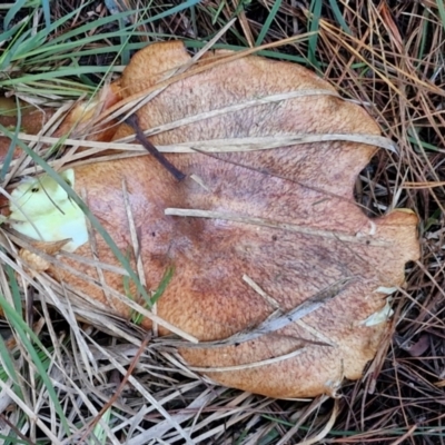 Suillus sp. (A bolete ) at West Goulburn Bushland Reserve - 14 Jun 2024 by trevorpreston