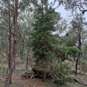 Pinus radiata at West Goulburn Bushland Reserve - 14 Jun 2024