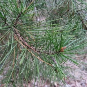 Pinus radiata at West Goulburn Bushland Reserve - 14 Jun 2024