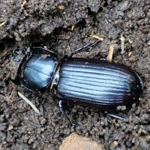 Mastachilus sp. (genus) at West Goulburn Bushland Reserve - 14 Jun 2024