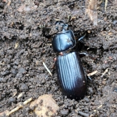 Mastachilus sp. (genus) at West Goulburn Bushland Reserve - 14 Jun 2024