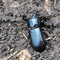 Acari (informal subclass) at West Goulburn Bushland Reserve - 14 Jun 2024