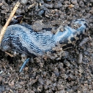 Limax maximus at West Goulburn Bushland Reserve - 14 Jun 2024 04:22 PM