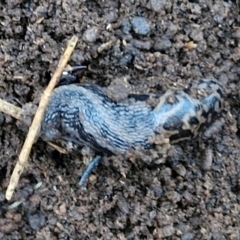 Limax maximus at West Goulburn Bushland Reserve - 14 Jun 2024