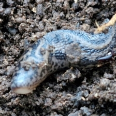 Limax maximus at West Goulburn Bushland Reserve - 14 Jun 2024 04:22 PM