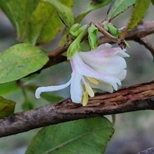 Lonicera fragrantissima at West Goulburn Bushland Reserve - 14 Jun 2024