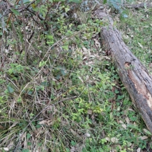 Lonicera fragrantissima at West Goulburn Bushland Reserve - 14 Jun 2024