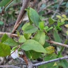 Lonicera fragrantissima at West Goulburn Bushland Reserve - 14 Jun 2024