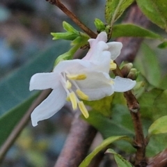 Lonicera fragrantissima at West Goulburn Bushland Reserve - 14 Jun 2024