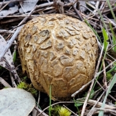 Scleroderma sp. (Scleroderma) at West Goulburn Bushland Reserve - 14 Jun 2024 by trevorpreston