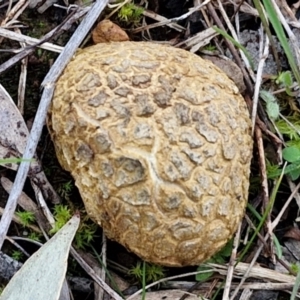 Scleroderma sp. at West Goulburn Bushland Reserve - 14 Jun 2024