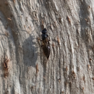 Bethylidae (family) at Higgins Woodland - 9 Jun 2024