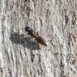 Bethylidae (family) at Higgins Woodland - 9 Jun 2024