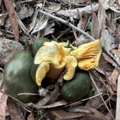 Cortinarius austrovenetus at Mount Ainslie - 14 Jun 2024 04:20 PM